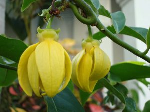 Philippine Plants - Artabotrys Hexapetalus