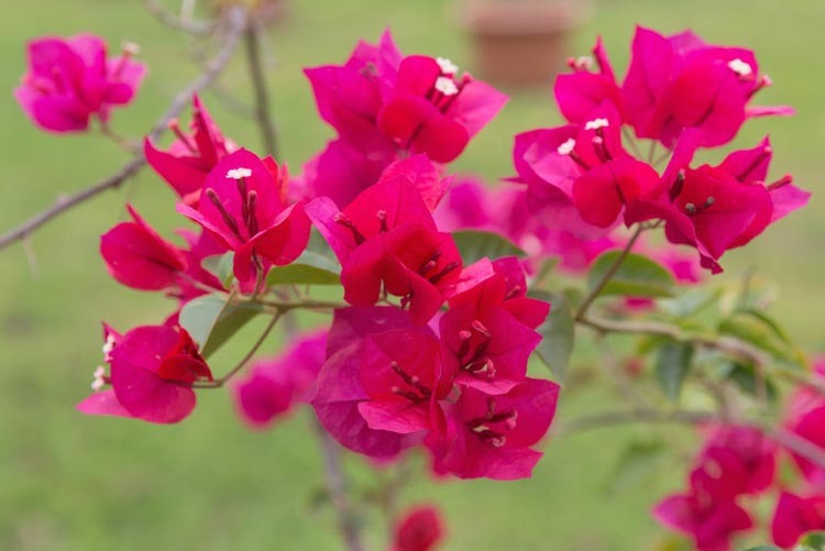 The Magnificence of Philippine Plants for Landscaping