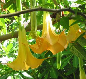 Philippine Plants - Brugmansia