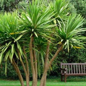 Philippine Plants For Landscaping, Philippine Plants For Landscaping