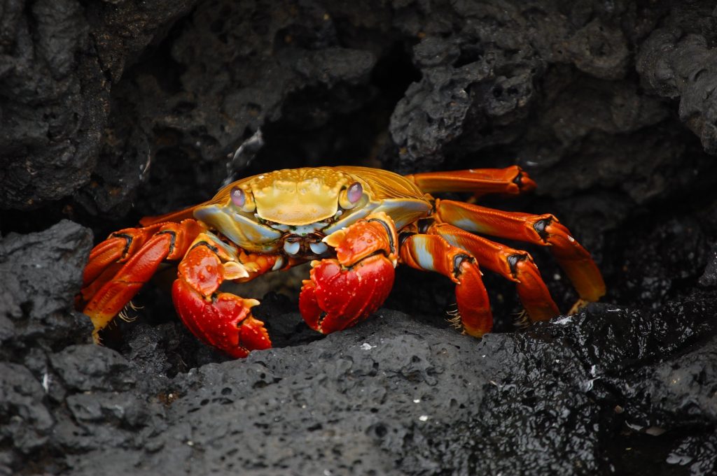 crab mentality