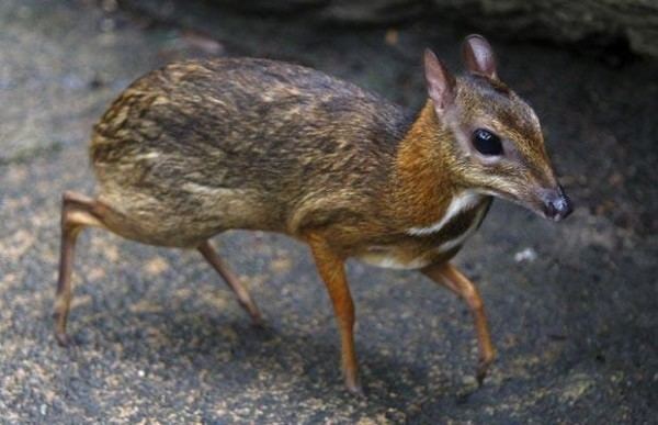 animals found only in the phililppines - Philippine Mouse-Deer