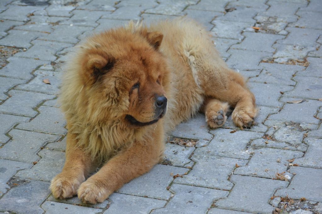 dog breeds philippines - chowchow